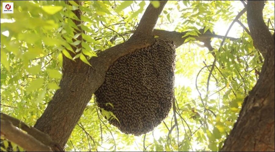 प्रयागराज के चंद्रशेखर आजाद पार्क में पिकनिक मनाने आए बच्चे, मधुमक्खियों ने कर दिया हमला, 40 से अधिक बच्चे घायल